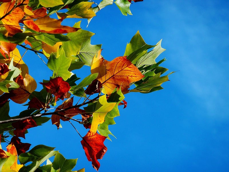 Native Plants