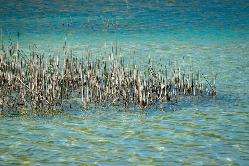 Pond with Water Lilies