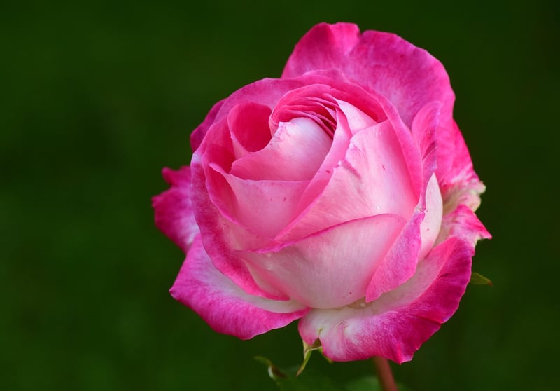 Summer Roses