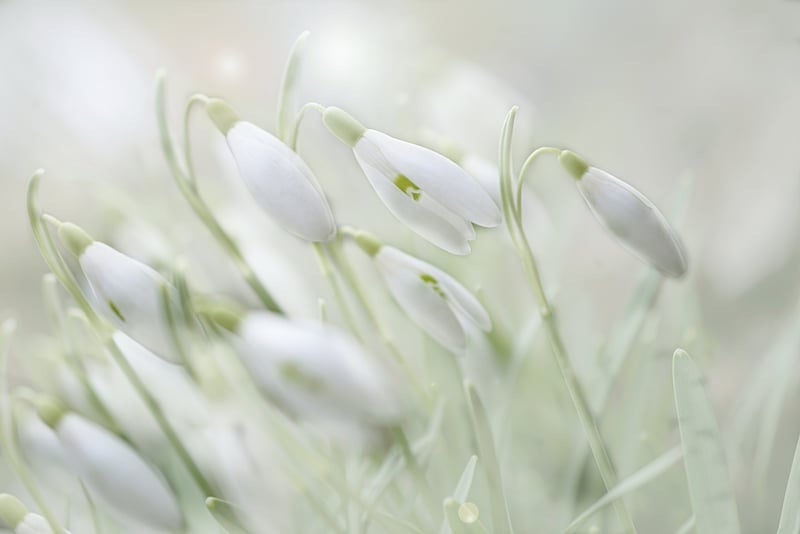 Winter Snowdrops