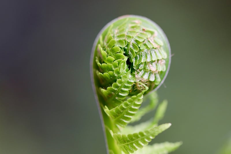Green sprout in nature